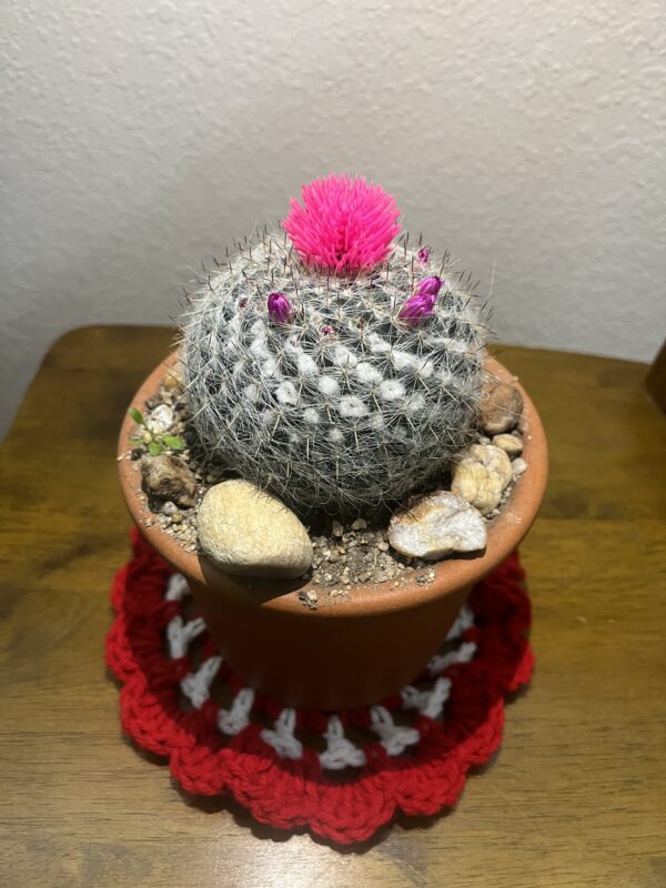 cactus x02 - Image 2