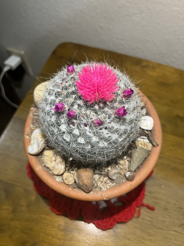 cactus x02 - Image 3